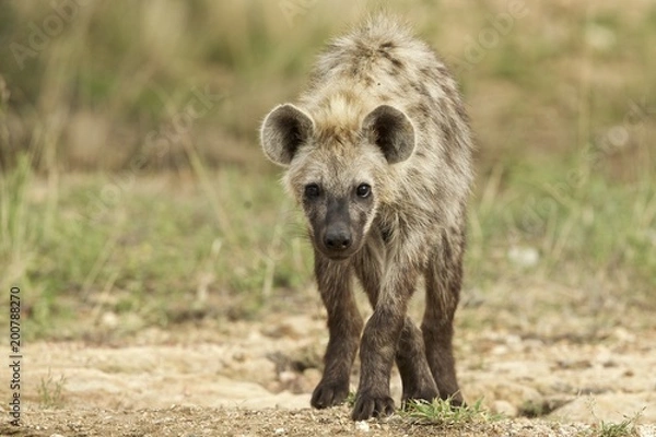 Fototapeta Inquisitive Hyena