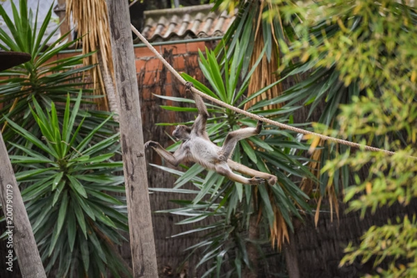 Obraz Monkey in the zoo