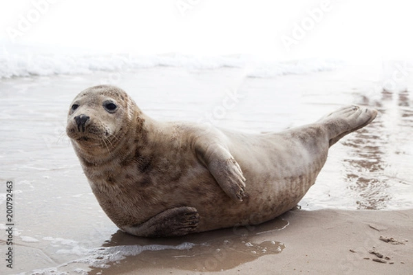 Fototapeta Cute yoga