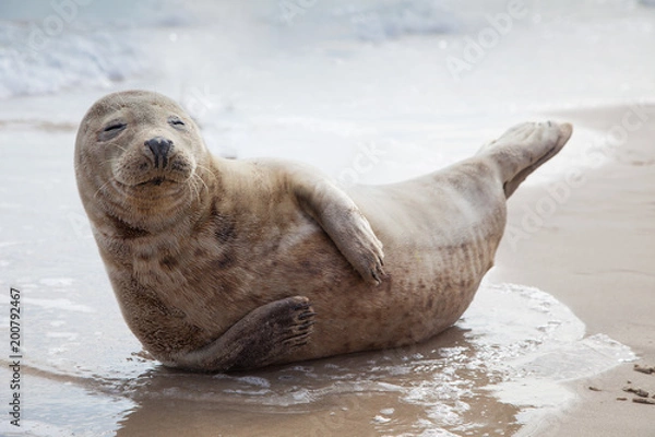 Obraz Uśmiechaj się jak mała foczka