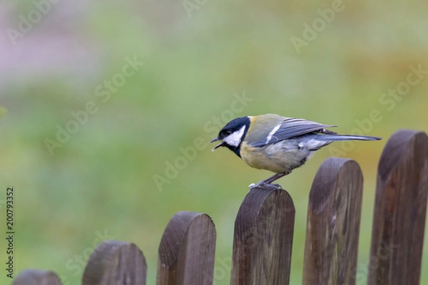 Obraz Parus major, great tit