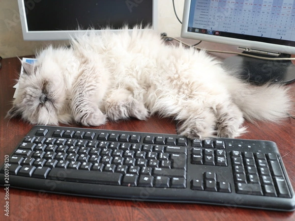 Obraz white cat sleeps on the table near the monitors