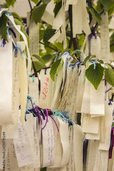 Fototapeta Peace tree 