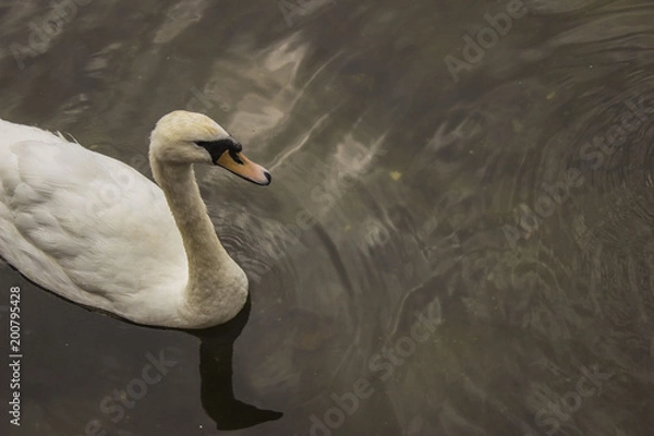 Fototapeta Swan 