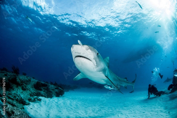 Obraz Tiger Shark w Tigerbeach, Bahamas