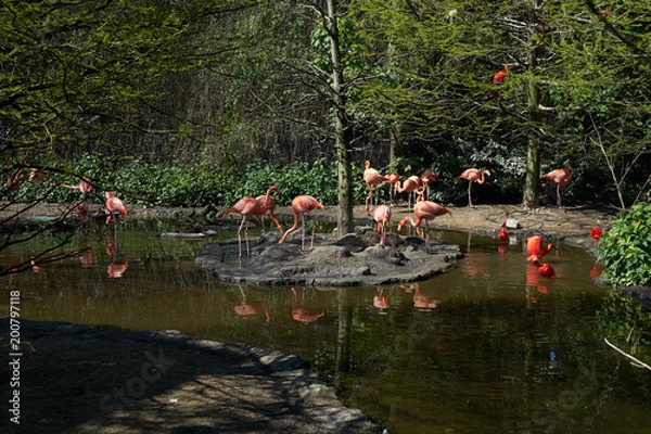 Fototapeta The group of pink flamingo is walking near the puddle in the park 