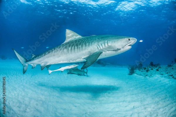 Obraz Tiger Shark at Tigerbeach, Bahamas