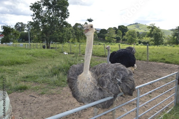 Obraz avestruz doceo