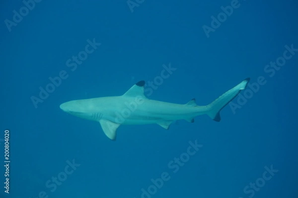 Fototapeta Blacktip reef shark