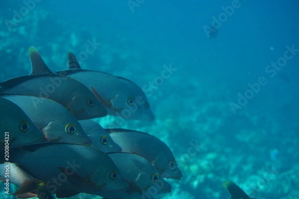 Fototapeta Surgeon fish