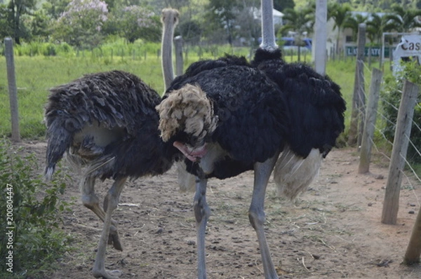 Obraz avestruz doceo