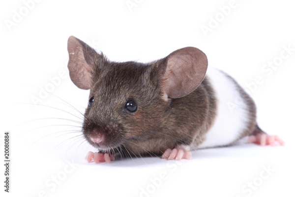 Obraz little fancy mouse