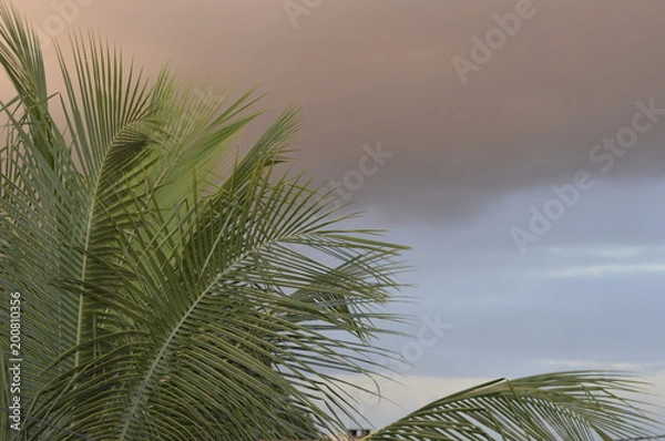 Obraz natureza na cicidade