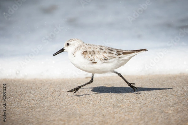 Fototapeta Sanderlings at the Shore
