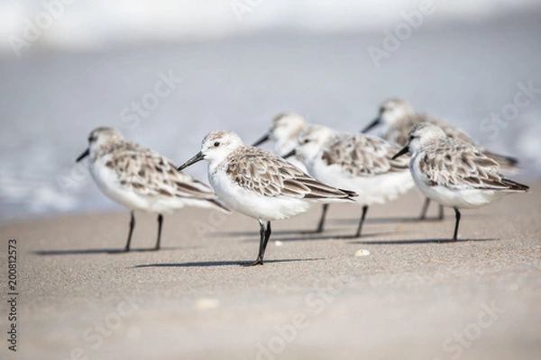 Fototapeta Sanderlings at the Shore