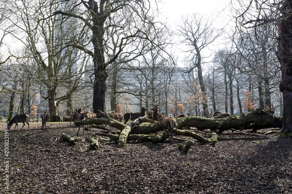 Obraz Deer in Den Haag