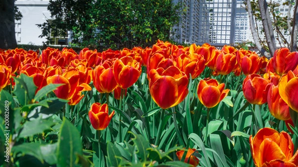 Obraz Washington DC 36