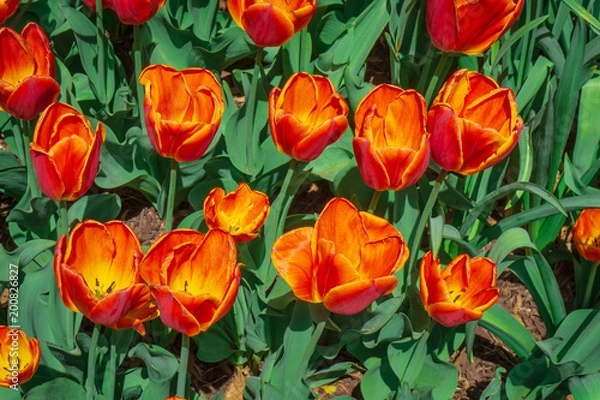 Obraz Washington DC 34