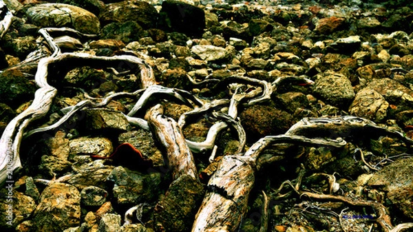 Obraz Plant/ Flowers