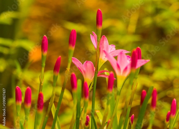 Obraz Plant/ Flowers