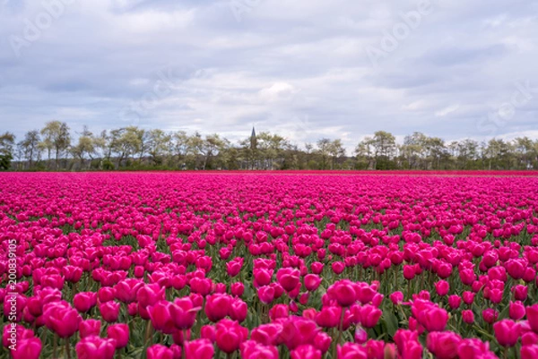 Obraz Colourful tulip fields, Netherlands