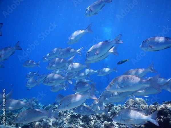 Obraz 慶良間ダイビング