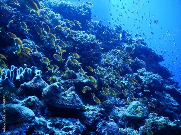 Obraz 慶良間ダイビング