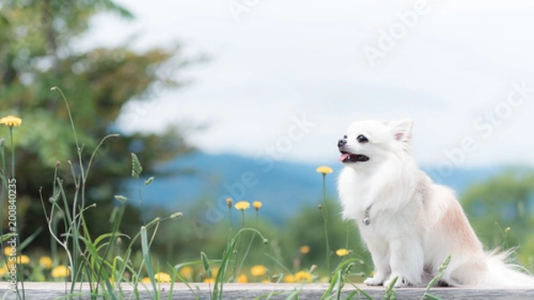 Obraz タンポポとチワワ