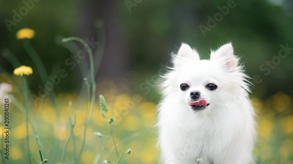 Obraz タンポポとチワワ 3