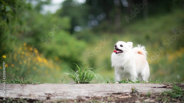 Obraz タンポポとチワワ 6