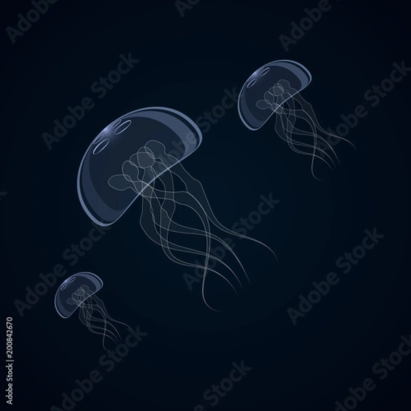 Fototapeta Vector illustration of jellyfish, aurelia aurite, also called common jellyfish, moon jellyfish, jelly moon or jelly saucer