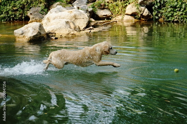 Obraz Yellow Labrador retriever swimming and playing tennis balls in the natural pond with beautiful water background. Water in the pond are bright green and so cold make the dog refreshing and joyful.