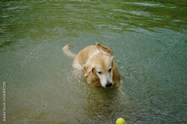 Obraz Yellow Labrador retriever swimming and playing tennis balls in the natural pond with beautiful water background. Water in the pond are bright green and so cold make the dog refreshing and joyful.