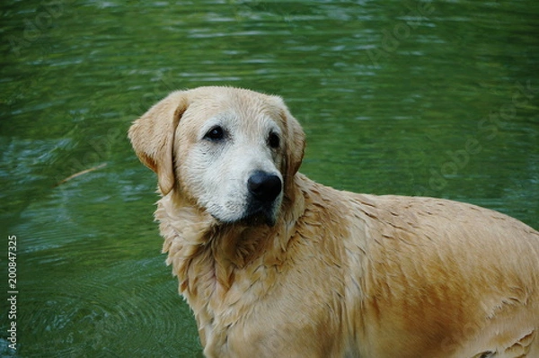 Obraz Yellow Labrador retriever swimming and playing tennis balls in the natural pond with beautiful water background. Water in the pond are bright green and so cold make the dog refreshing and joyful.