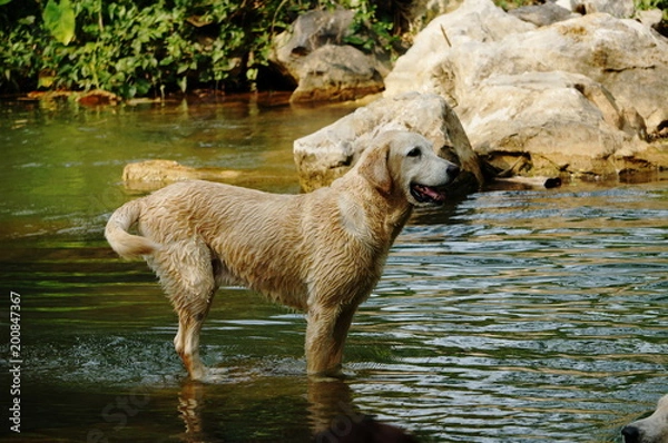 Obraz Yellow Labrador retriever swimming and playing tennis balls in the natural pond with beautiful water background. Water in the pond are bright green and so cold make the dog refreshing and joyful.