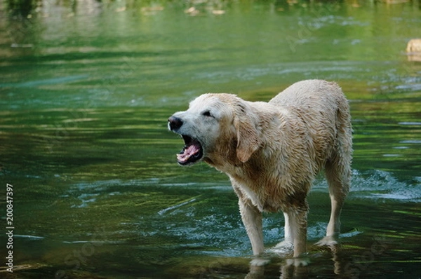 Obraz Yellow Labrador retriever swimming and playing tennis balls in the natural pond with beautiful water background. Water in the pond are bright green and so cold make the dog refreshing and joyful.