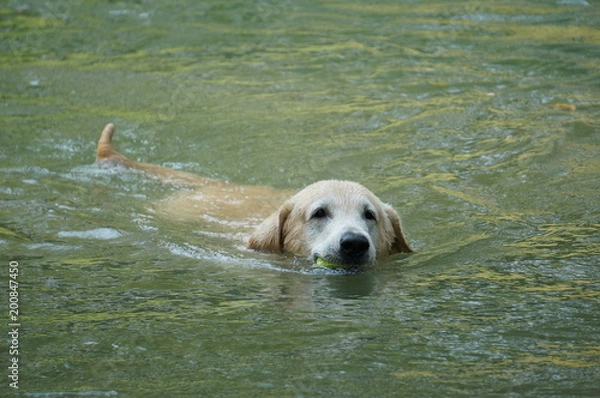 Obraz Yellow Labrador retriever swimming and playing tennis balls in the natural pond with beautiful water background. Water in the pond are bright green and so cold make the dog refreshing and joyful.