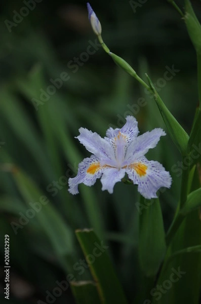 Obraz Oil-painted irises