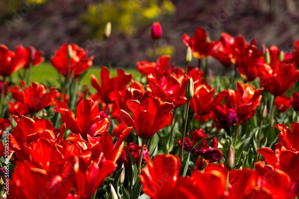 Fototapeta Keukenhof 