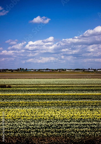 Fototapeta Keukenhof 