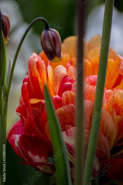 Fototapeta Keukenhof 