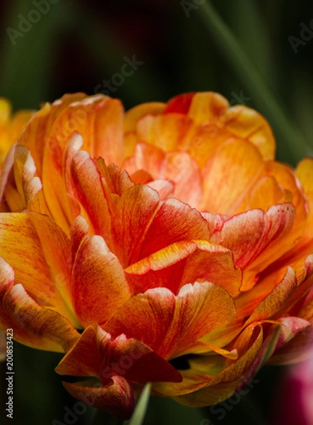 Fototapeta Keukenhof 