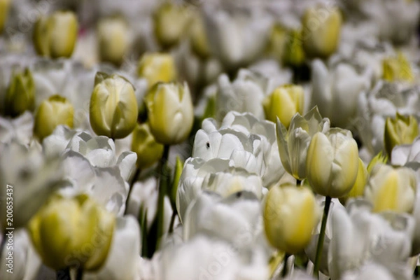 Fototapeta Keukenhof 
