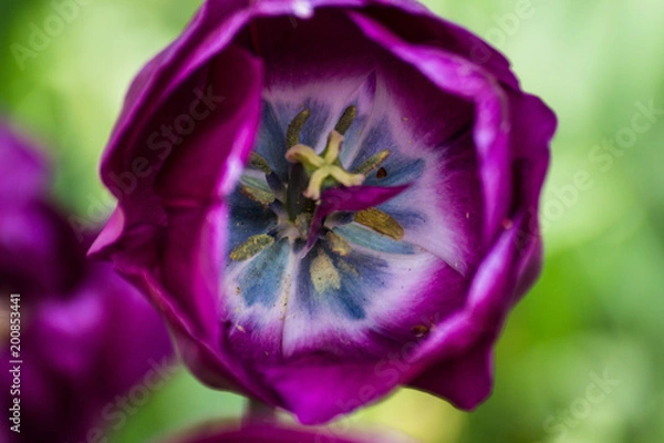 Fototapeta Keukenhof 