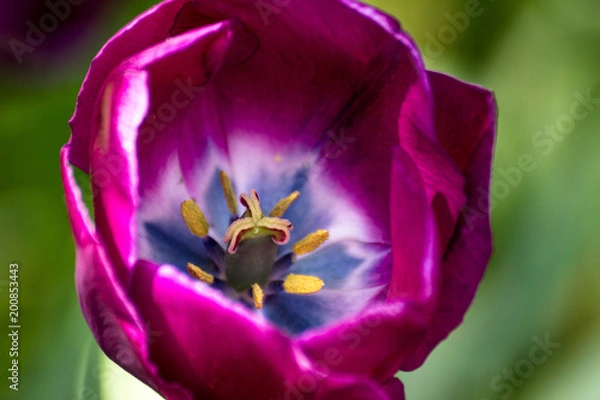 Fototapeta Keukenhof 