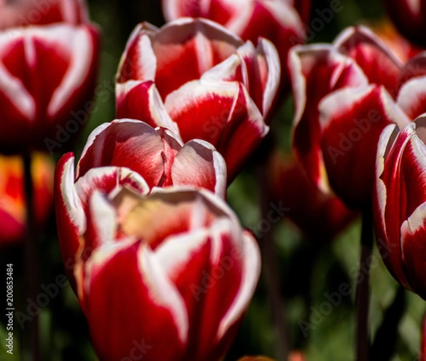 Fototapeta Keukenhof 
