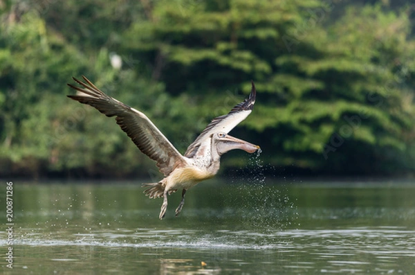 Obraz Spot-Billed Pelican (Pelecanus philippensis)