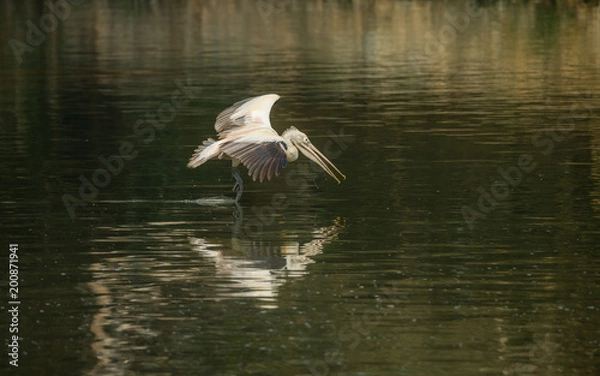 Obraz Spot-Billed Pelican (Pelecanus philippensis)
