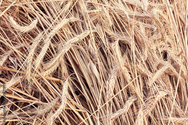 Fototapeta Wheat ears background