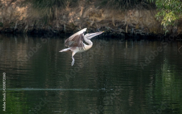 Obraz Spot-Billed Pelican (Pelecanus philippensis)